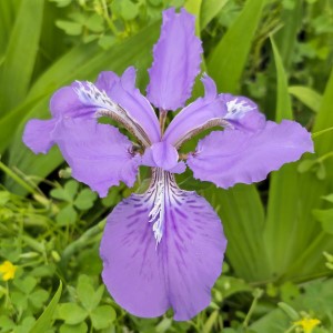 Slippery Slope Japanese Roof Iris, Iris tectorum 'Slippery Slope'